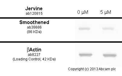 Functional Studies - Jervine, Hedgehog (Hh) signaling inhibitor (AB120815)