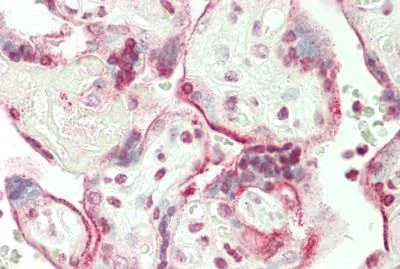 Immunohistochemistry (Formalin/PFA-fixed paraffin-embedded sections) - Anti-JHDM1D antibody (AB230894)