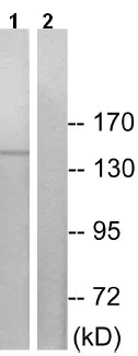 Western blot - Anti-JIP3 antibody (AB196761)