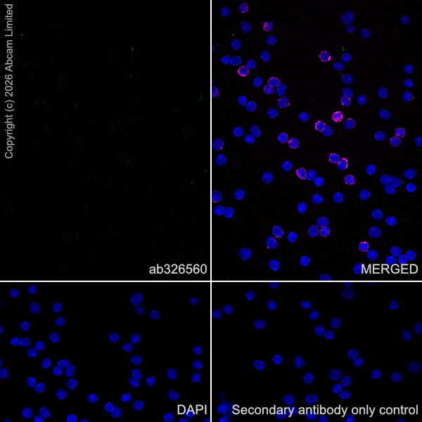 Immunocytochemistry/ Immunofluorescence - Anti-JIP3 antibody [EPR30425-79] (AB326560)