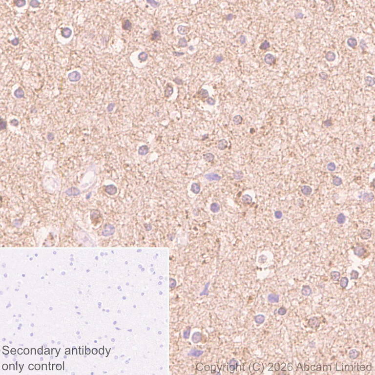 Immunohistochemistry (Formalin/PFA-fixed paraffin-embedded sections) - Anti-JIP3 antibody [EPR30425-79] (AB326560)