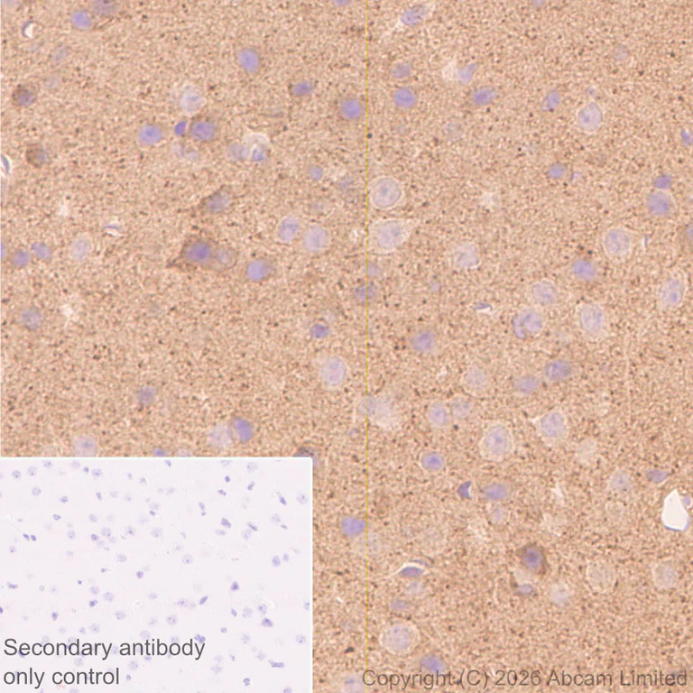 Immunohistochemistry (Formalin/PFA-fixed paraffin-embedded sections) - Anti-JIP3 antibody [EPR30425-79] (AB326560)