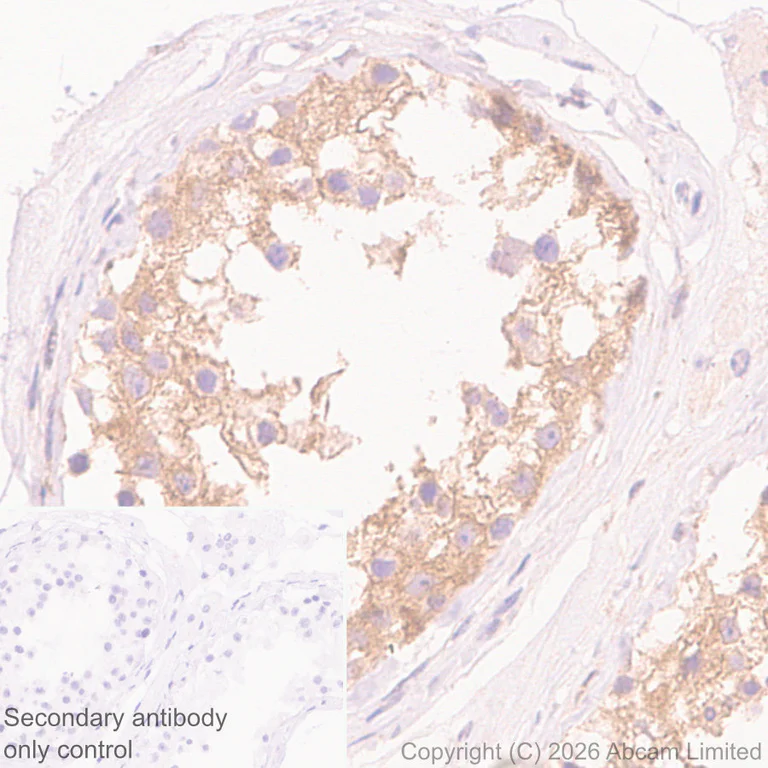 Immunohistochemistry (Formalin/PFA-fixed paraffin-embedded sections) - Anti-JIP3 antibody [EPR30425-79] (AB326560)