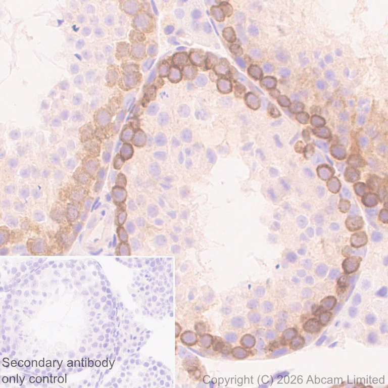 Immunohistochemistry (Formalin/PFA-fixed paraffin-embedded sections) - Anti-JIP3 antibody [EPR30425-79] (AB326560)
