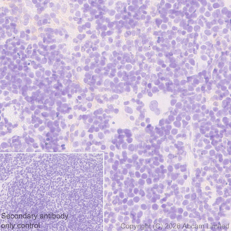 Immunohistochemistry (Formalin/PFA-fixed paraffin-embedded sections) - Anti-JIP3 antibody [EPR30425-79] (AB326560)