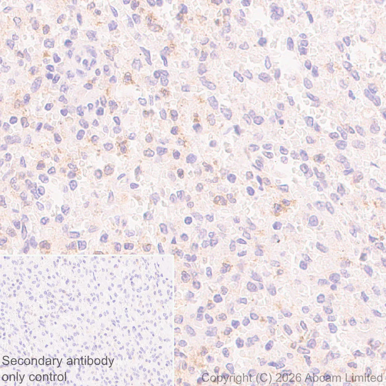 Immunohistochemistry (Formalin/PFA-fixed paraffin-embedded sections) - Anti-JIP3 antibody [EPR30425-79] (AB326560)