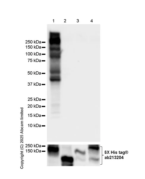 Western blot - Anti-JIP3 antibody [EPR30425-79] (AB326560)
