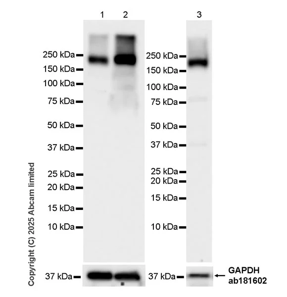 Western blot - Anti-JIP3 antibody [EPR30425-79] (AB326560)