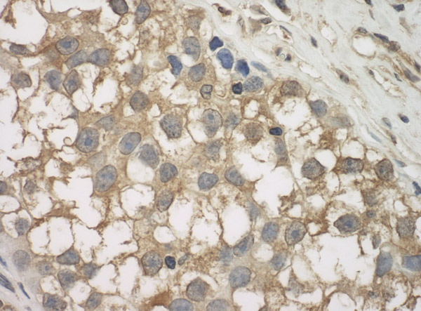 Immunohistochemistry (Formalin/PFA-fixed paraffin-embedded sections) - Anti-JLP antibody (AB12332), expandable thumbnail