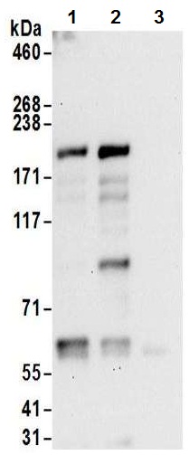 Immunoprecipitation - Anti-JLP antibody (AB12332), expandable thumbnail
