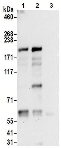 Immunoprecipitation - Anti-JLP antibody (AB12332)