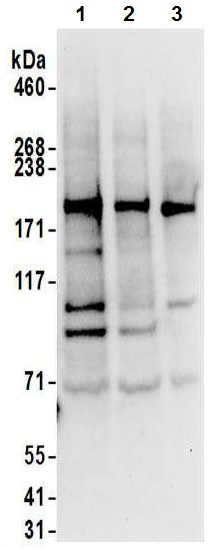 Western blot - Anti-JLP antibody (AB12332), expandable thumbnail