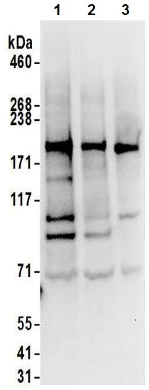 Western blot - Anti-JLP antibody (AB12332)