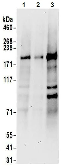Western blot - Anti-JLP antibody (AB12332)