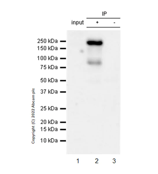 Immunoprecipitation - Anti-JLP antibody [EPR25121-32] - BSA and Azide free (AB307427)