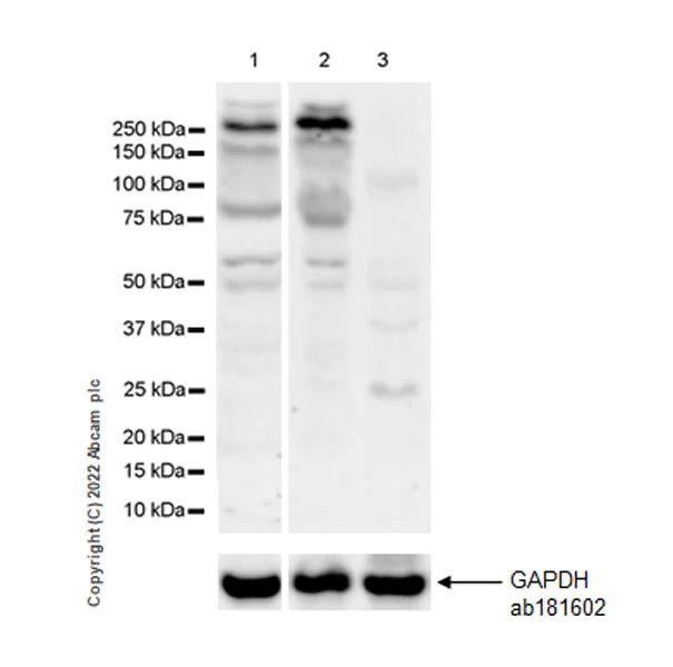 Western blot - Anti-JLP antibody [EPR25121-32] - BSA and Azide free (AB307427)