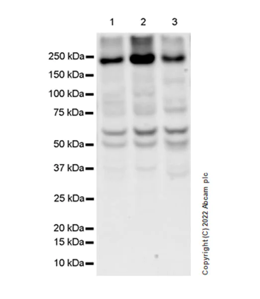 Western blot - Anti-JLP antibody [EPR25121-32] - BSA and Azide free (AB307427)