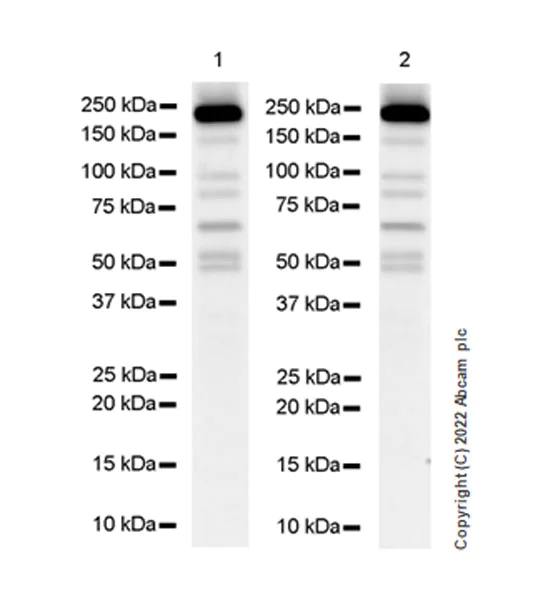 Western blot - Anti-JLP antibody [EPR25121-32] - BSA and Azide free (AB307427)