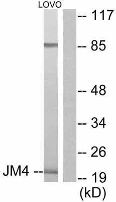 Western blot - Anti-JM4/PRAF2 antibody (AB53113), expandable thumbnail