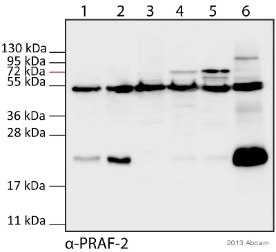 Western blot - Anti-JM4/PRAF2 antibody (AB53113)