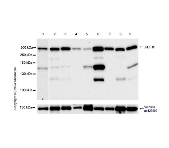 Western blot - Anti-JMJD1C antibody [EPR27248-29] (AB316320)