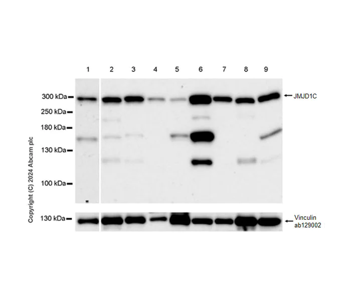 Western blot - Anti-JMJD1C antibody [EPR27248-29] (AB316320)