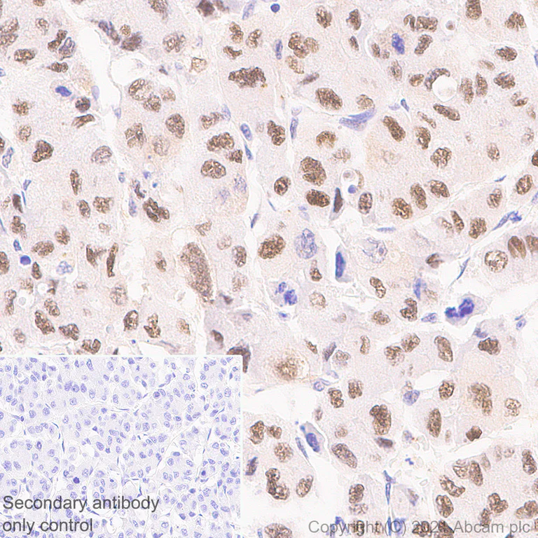 Immunohistochemistry (Formalin/PFA-fixed paraffin-embedded sections) - Anti-JMJD6 antibody [EPR23672-71] (AB256798)