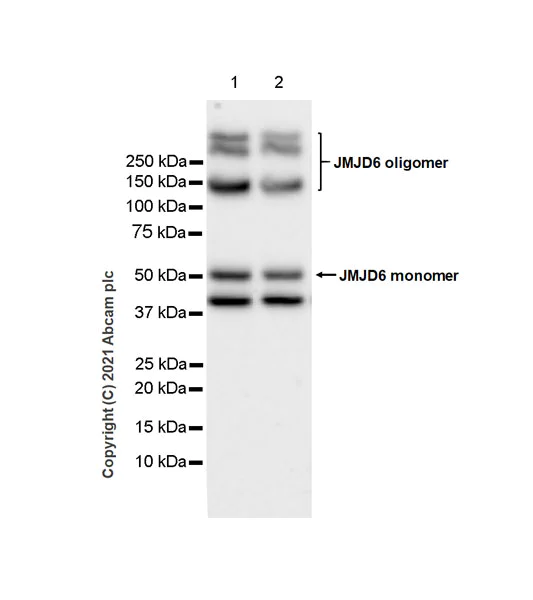 Western blot - Anti-JMJD6 antibody [EPR23672-71] (AB256798)