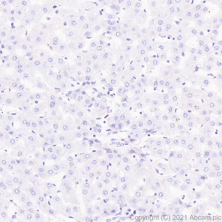 Immunohistochemistry (Formalin/PFA-fixed paraffin-embedded sections) - Anti-JMJD6 antibody [EPR23672-71] - BSA and Azide free (AB282015)