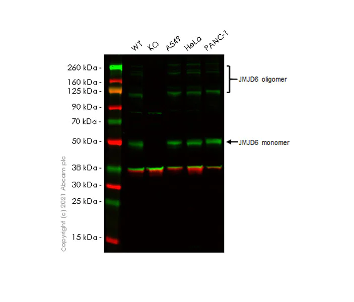 Western blot - Anti-JMJD6 antibody [EPR23672-71] - BSA and Azide free (AB282015)