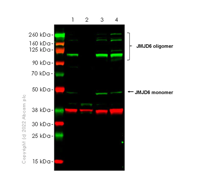 Western blot - Anti-JMJD6 antibody [EPR26813-90] - BSA and Azide free (AB307655)