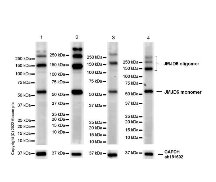 Western blot - Anti-JMJD6 antibody [EPR26813-90] - BSA and Azide free (AB307655)