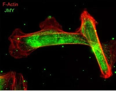 Immunocytochemistry/ Immunofluorescence - Anti-JMY antibody - C-terminal (AB157586)