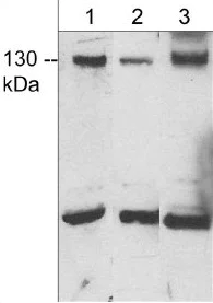 Western blot - Anti-JMY antibody - C-terminal (AB157586)