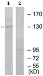 Western blot - Anti-JMY antibody - C-terminal (AB190212)