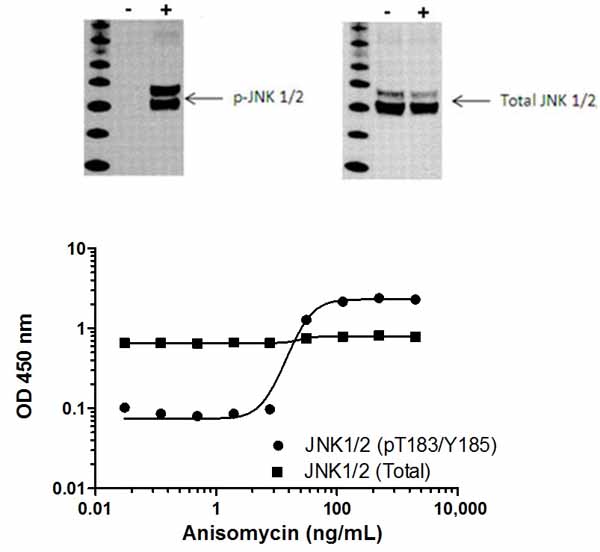 Sandwich ELISA - JNK 1/2 (pT183/Y185) ELISA Kit (AB176645), expandable thumbnail