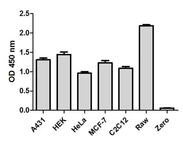 Sandwich ELISA - JNK 1/2 (pT183/Y185 + Total) ELISA Kit (AB176662)