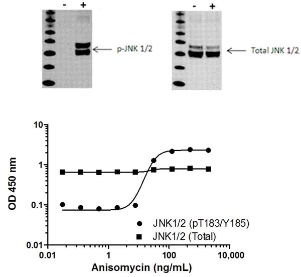 Sandwich ELISA - JNK 1/2 (pT183/Y185 + Total) ELISA Kit (AB176662)