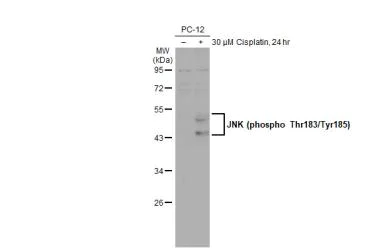 Western blot - Anti-JNK (phospho T183 + Y185) antibody [HL1008] (AB307802)