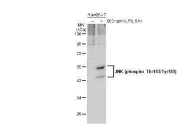 Western blot - Anti-JNK (phospho T183 + Y185) antibody [HL1008] (AB307802)