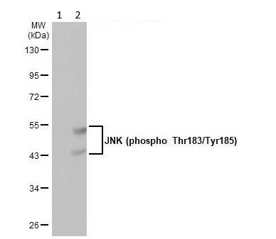 Western blot - Anti-JNK (phospho T183 + Y185) antibody [HL1008] (AB307802)