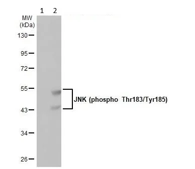 Western blot - Anti-JNK (phospho T183 + Y185) antibody [HL1008] - BSA and Azide free (AB307802)