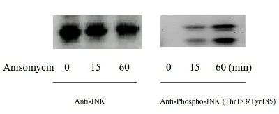 Western blot - JNK (Thr183/Tyr185) In-Cell ELISA Kit (AB126424)