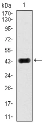 Western blot - Anti-JNK1 antibody [1E5] (AB129377)