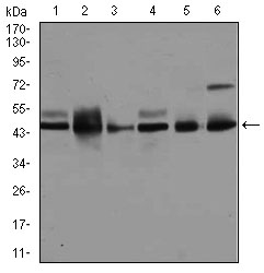 Western blot - Anti-JNK1 antibody [1E5] (AB129377)