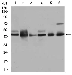Western blot - Anti-JNK1 antibody [1E5] (AB129377)