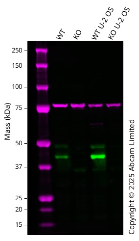 Western blot - Anti-JNK1 antibody [EPR140(2)] (AB110724)