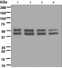 Western blot - Anti-JNK1 antibody [EPR140(2)] - BSA and Azide free (AB247935), expandable thumbnail