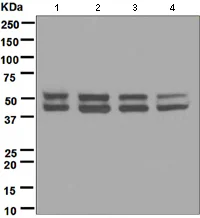 Western blot - Anti-JNK1 antibody [EPR140(2)] - BSA and Azide free (AB247935)