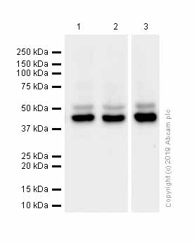 Western blot - Anti-JNK1 antibody [EPR140(2)] - BSA and Azide free (AB247935), expandable thumbnail